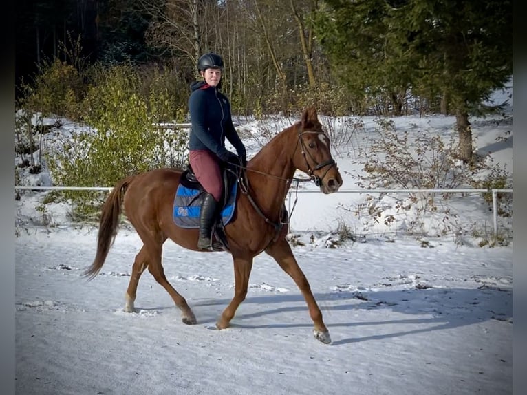 Altri cavalli a sangue caldo Giumenta 14 Anni 157 cm Sauro in Pelmberg