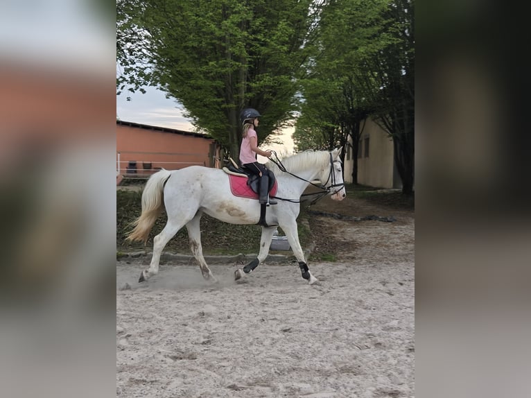 Altri cavalli a sangue caldo Giumenta 14 Anni 162 cm Grigio in Roßdorf