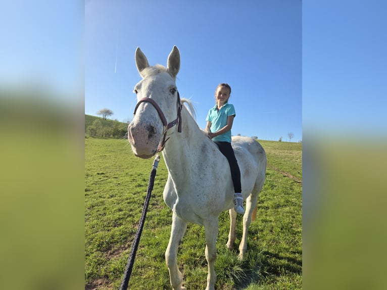 Altri cavalli a sangue caldo Giumenta 14 Anni 162 cm Grigio in Roßdorf