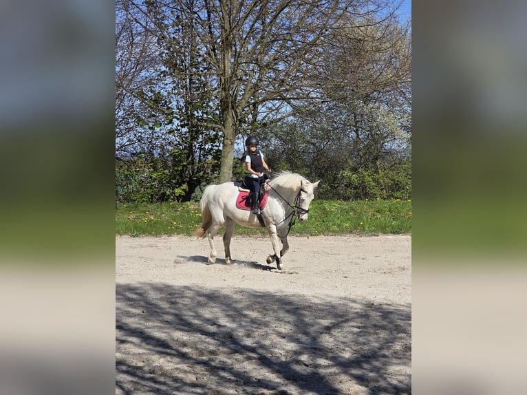 Altri cavalli a sangue caldo Giumenta 14 Anni 162 cm Grigio in Roßdorf