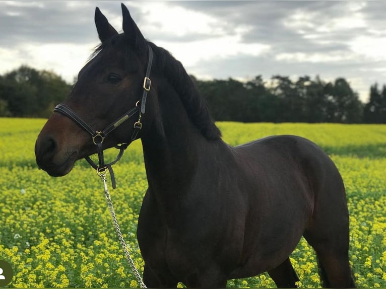 Altri cavalli a sangue caldo Giumenta 14 Anni 163 cm Baio in Herzebrock-Clarholz