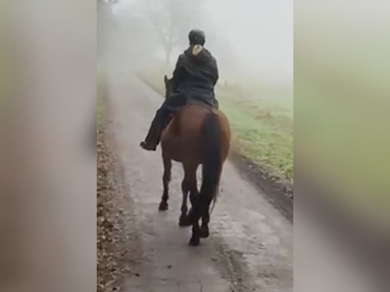 Altri cavalli a sangue caldo Giumenta 14 Anni 165 cm Baio scuro in Ribbesbüttel