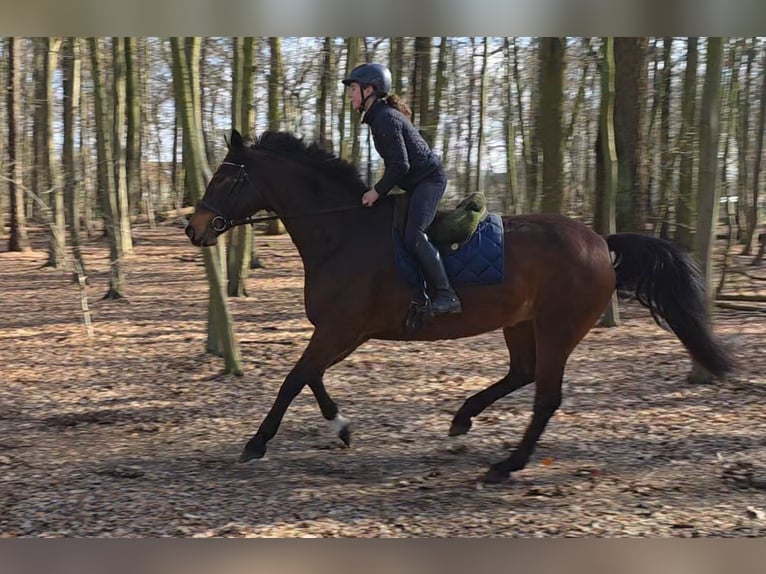 Altri cavalli a sangue caldo Giumenta 14 Anni 167 cm Baio scuro in Braunschweig