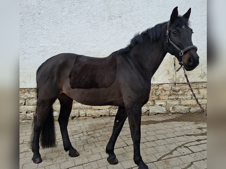 Altri cavalli a sangue caldo Giumenta 14 Anni 170 cm Baio scuro in Pilsach