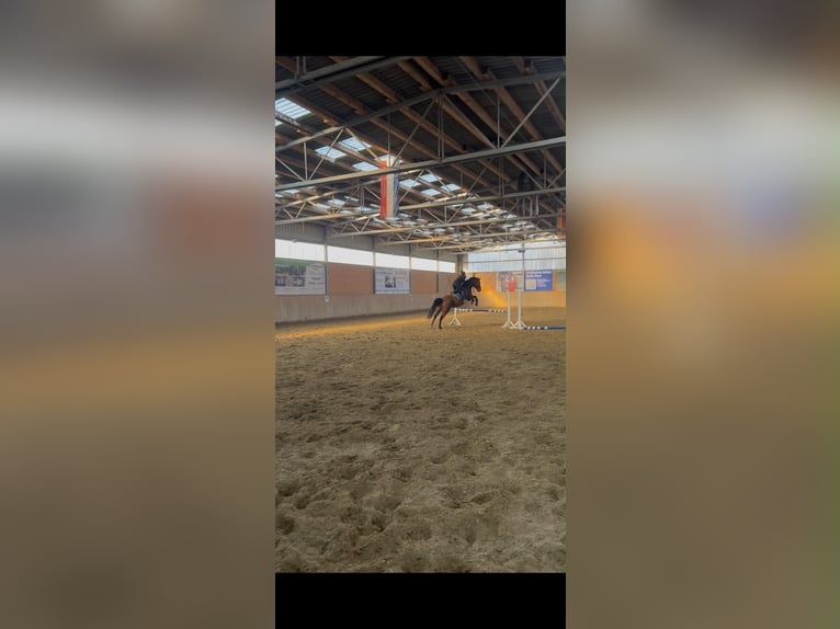 Altri cavalli a sangue caldo Mix Giumenta 15 Anni 153 cm Baio in Rantzau