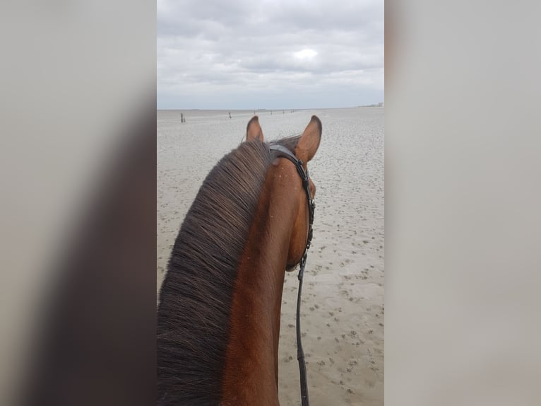 Altri cavalli a sangue caldo Mix Giumenta 15 Anni 160 cm Baio in Bad Bederkesa