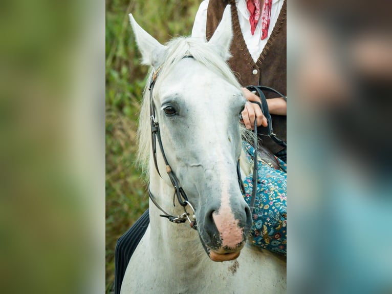 Altri cavalli a sangue caldo Giumenta 15 Anni 160 cm Grigio in Graben
