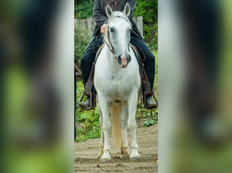 Altri cavalli a sangue caldo Giumenta 15 Anni 160 cm Grigio in Graben