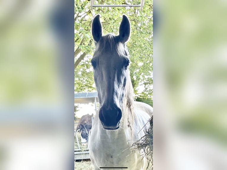 Altri cavalli a sangue caldo Giumenta 15 Anni 164 cm Grigio in Auw bei Prüm