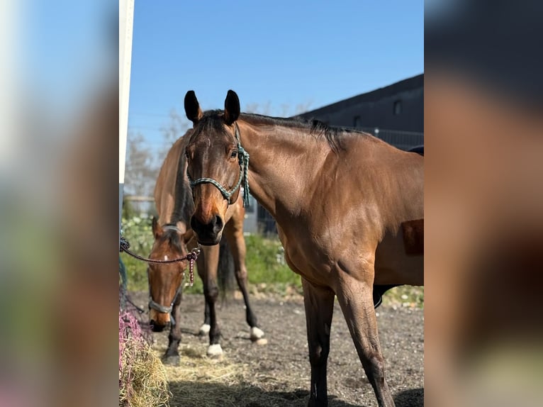 Altri cavalli a sangue caldo Giumenta 15 Anni 168 cm  in Madrid
