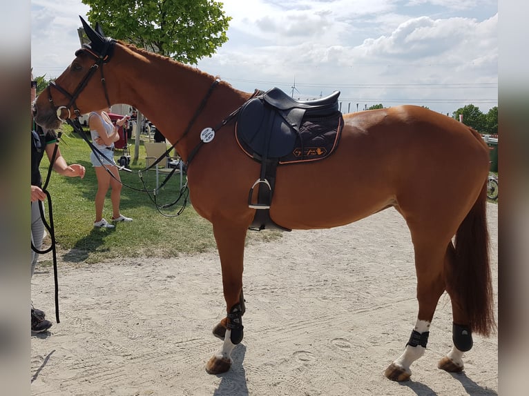 Altri cavalli a sangue caldo Giumenta 1 Anno Tobiano-tutti i colori in  Maldegem