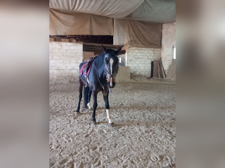 Altri cavalli a sangue caldo Giumenta 15 Anni 173 cm Baio in Jettingen-Scheppach