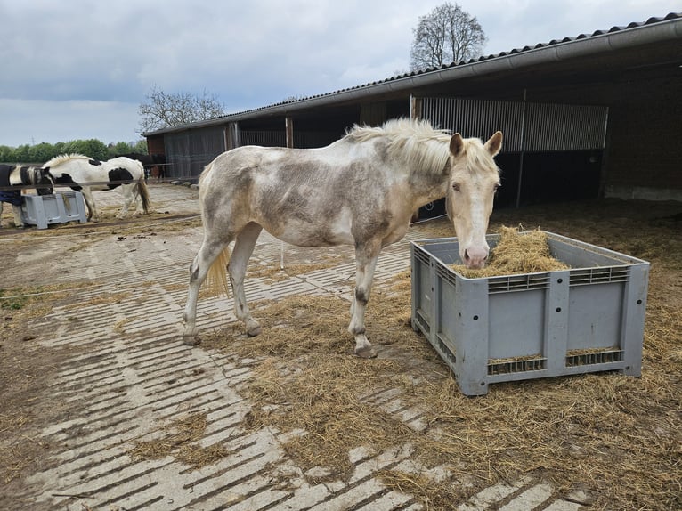Altri cavalli a sangue caldo Giumenta 16 Anni 163 cm Pezzato in Kranenburg