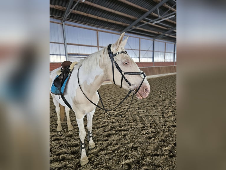 Altri cavalli a sangue caldo Giumenta 16 Anni 163 cm Pezzato in Kranenburg