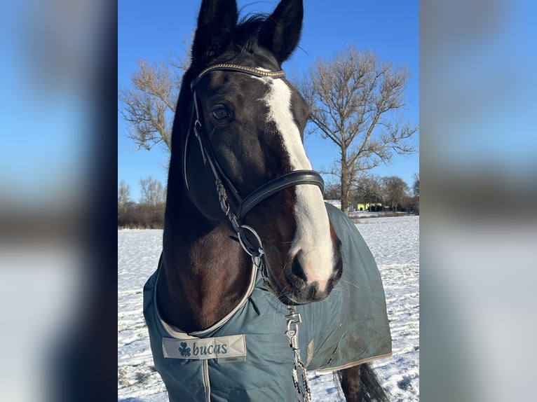 Altri cavalli a sangue caldo Giumenta 17 Anni 173 cm Baio in Greifswald