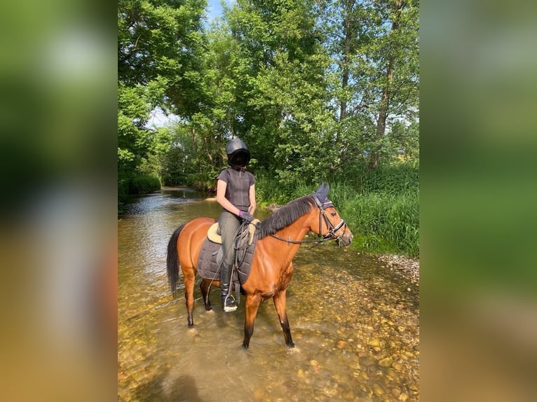 Altri cavalli a sangue caldo Giumenta 17 Anni Baio in Aurolzmünster