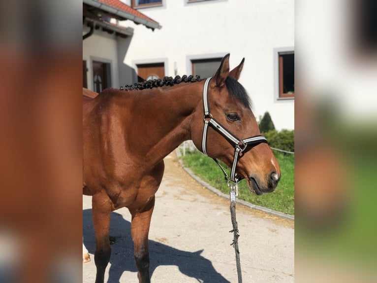 Altri cavalli a sangue caldo Giumenta 17 Anni Baio in Aurolzmünster