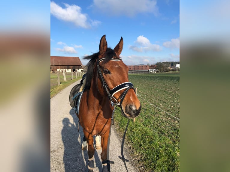 Altri cavalli a sangue caldo Giumenta 17 Anni Baio in Aurolzmünster