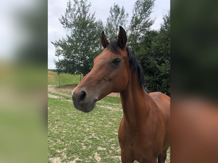 Altri cavalli a sangue caldo Giumenta 17 Anni Baio in Aurolzmünster