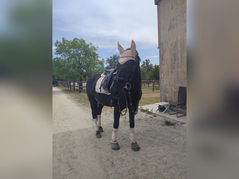 Altri cavalli a sangue caldo Giumenta 18 Anni 160 cm Baio scuro in Marchtrenk