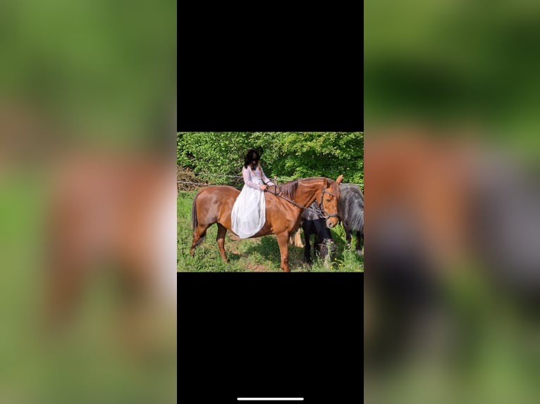 Altri cavalli a sangue caldo Giumenta 18 Anni 160 cm Sauro in Dahnwn