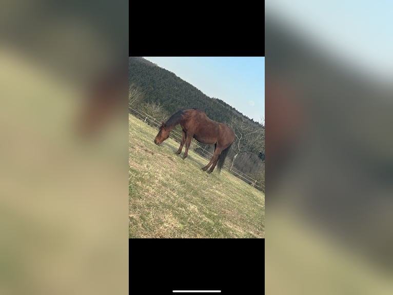 Altri cavalli a sangue caldo Giumenta 18 Anni 160 cm Sauro in Dahnwn