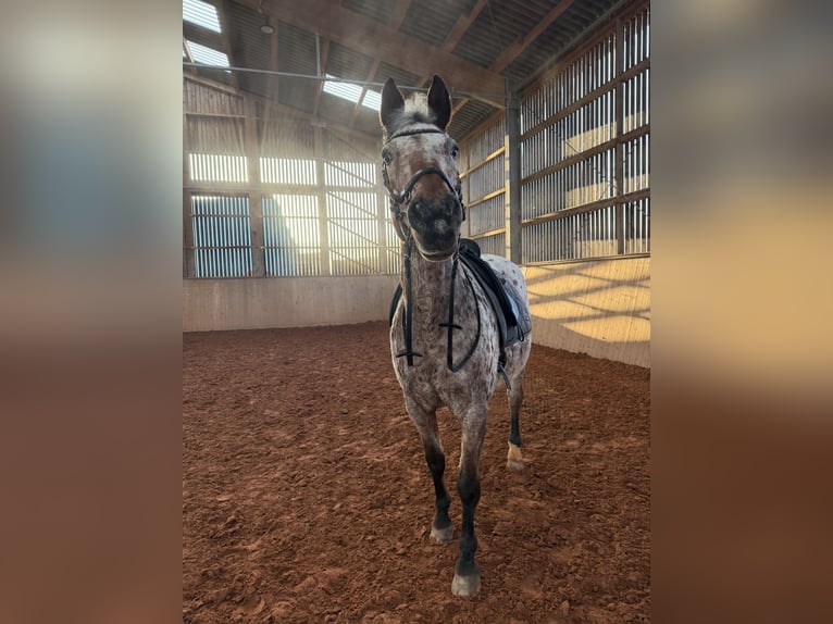 Altri cavalli a sangue caldo Giumenta 19 Anni 156 cm Leopard in Beckingen