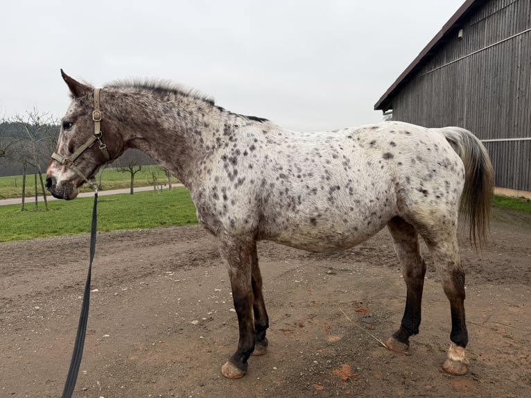 Altri cavalli a sangue caldo Giumenta 19 Anni 156 cm Leopard in Beckingen