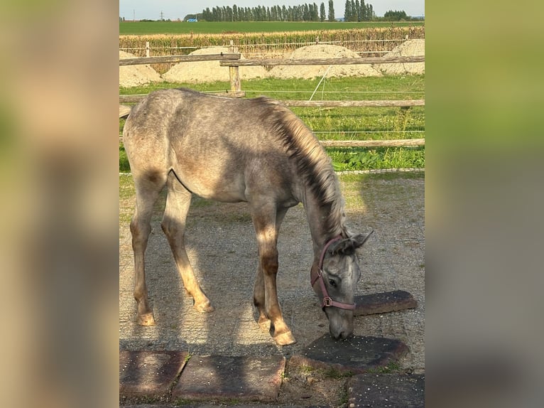 Altri cavalli a sangue caldo Giumenta 1 Anno 142 cm Può diventare grigio in Bad Vöslau