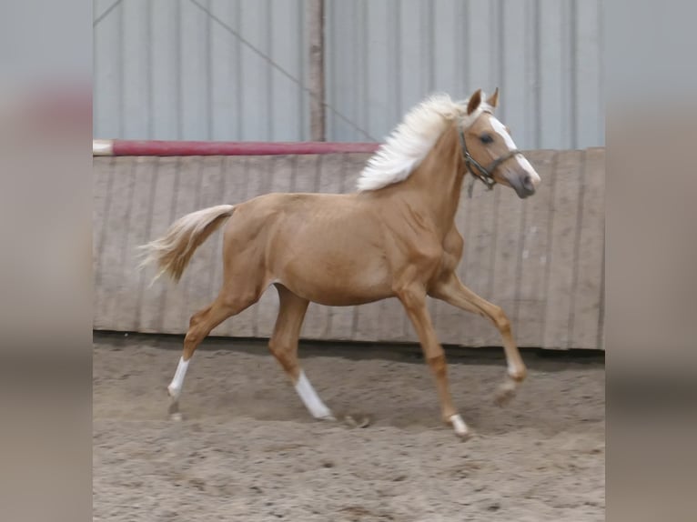 Altri cavalli a sangue caldo Giumenta 1 Anno 150 cm Palomino in Borgentreich