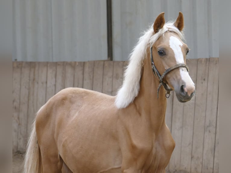 Altri cavalli a sangue caldo Giumenta 1 Anno 150 cm Palomino in Borgentreich