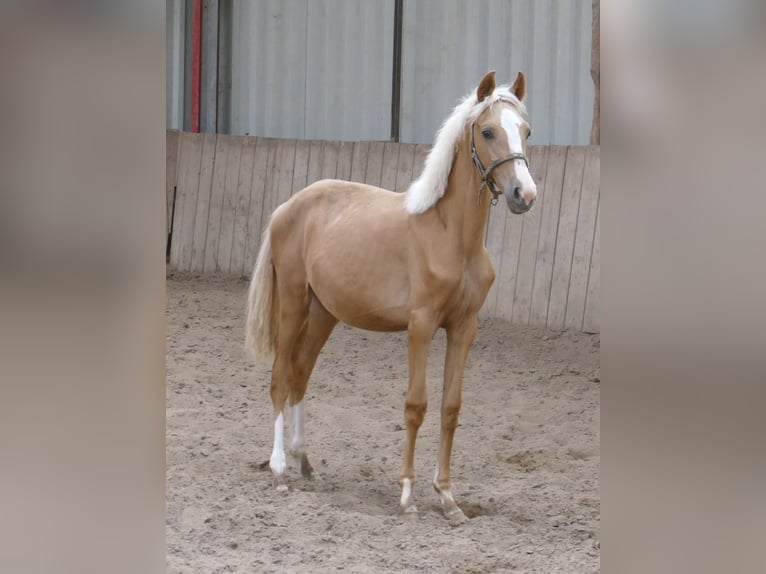 Altri cavalli a sangue caldo Giumenta 1 Anno 150 cm Palomino in Borgentreich