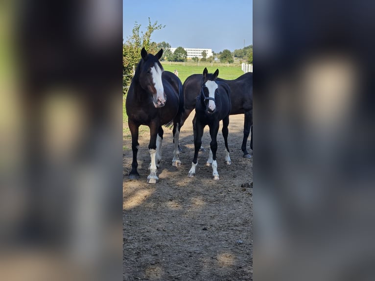 Altri cavalli a sangue caldo Mix Giumenta 1 Anno 158 cm Morello in Wolfsburg