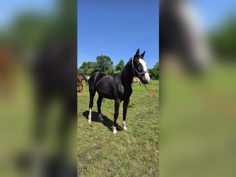 Altri cavalli a sangue caldo Mix Giumenta 1 Anno 158 cm Morello in Wolfsburg