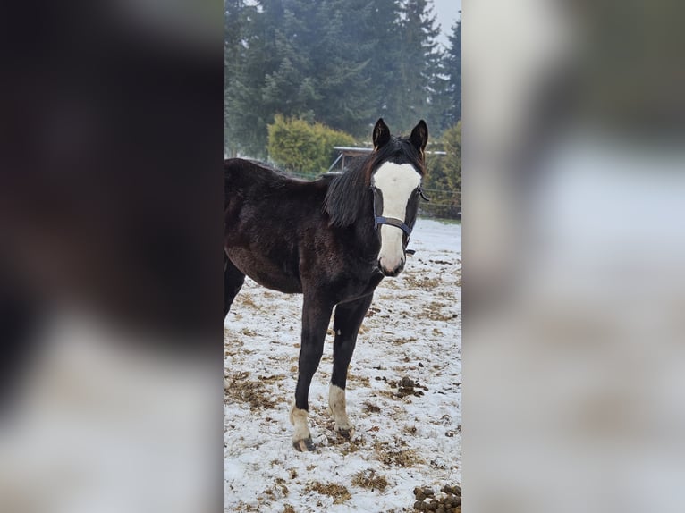 Altri cavalli a sangue caldo Mix Giumenta 1 Anno 158 cm Morello in Wolfsburg