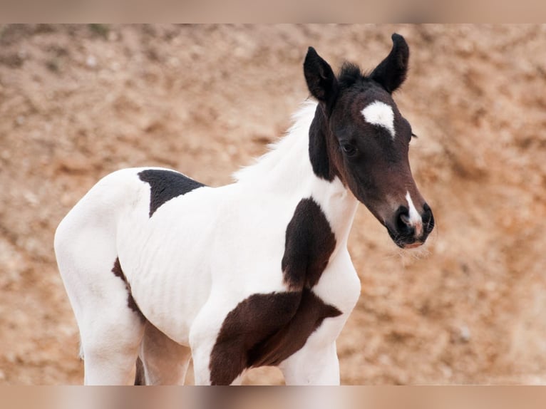 Altri cavalli a sangue caldo Giumenta 1 Anno 165 cm Pezzato in Sieghartsreith