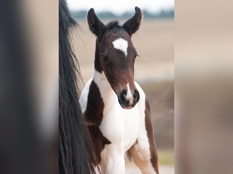 Altri cavalli a sangue caldo Giumenta 1 Anno 165 cm Pezzato in Sieghartsreith