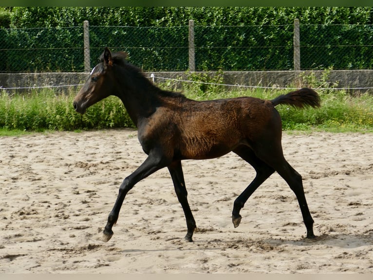Altri cavalli a sangue caldo Giumenta 1 Anno 166 cm Baio nero in Borgentreich
