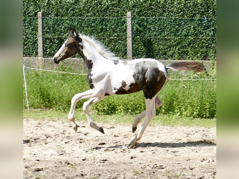 Altri cavalli a sangue caldo Giumenta 1 Anno 168 cm Pezzato in Borgentreich