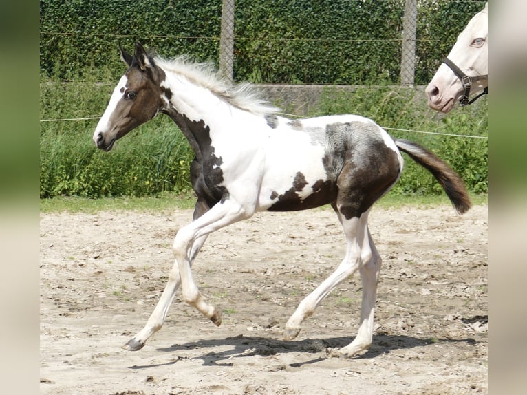 Altri cavalli a sangue caldo Giumenta 1 Anno 168 cm Pezzato in Borgentreich