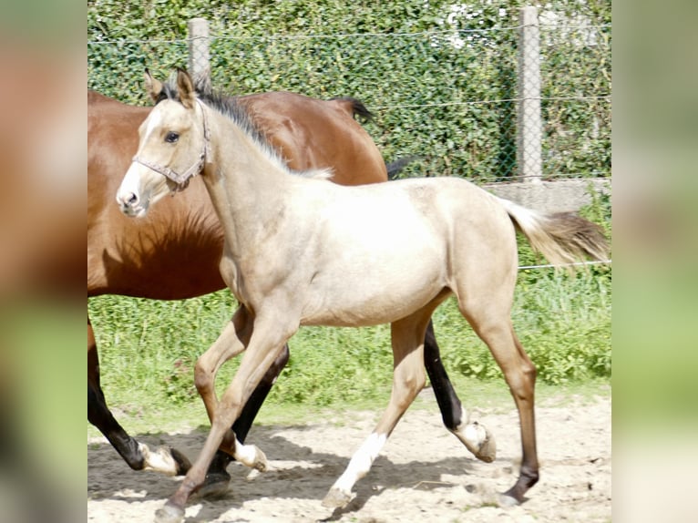 Altri cavalli a sangue caldo Giumenta 1 Anno 170 cm Pelle di daino in Borgentreich