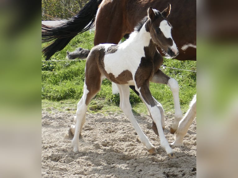 Altri cavalli a sangue caldo Giumenta 1 Anno 170 cm Pezzato in