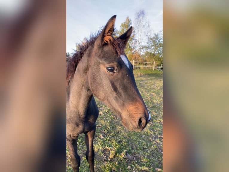 Altri cavalli a sangue caldo Giumenta 1 Anno Baio scuro in Puch