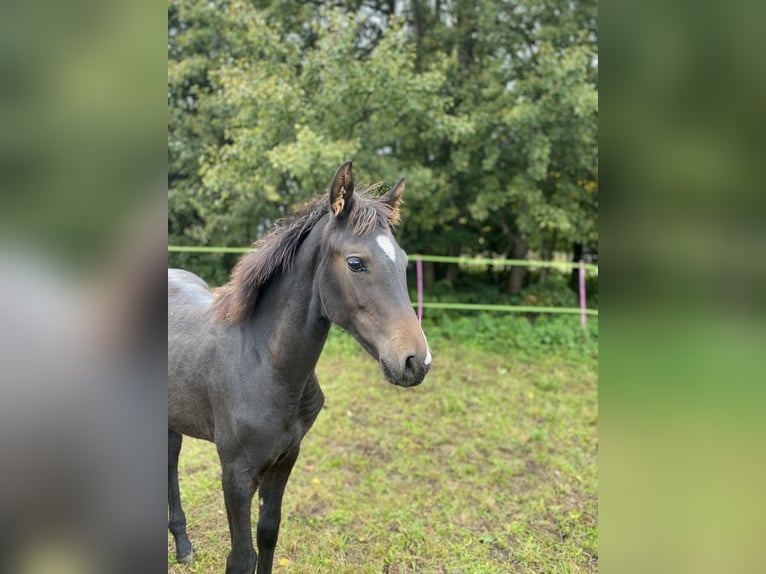 Altri cavalli a sangue caldo Giumenta 1 Anno Baio scuro in Puch