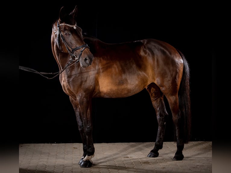 Altri cavalli a sangue caldo Giumenta 20 Anni 168 cm Baio nero in Lindewitt