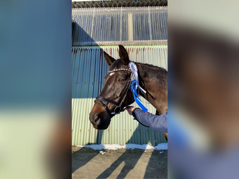 Altri cavalli a sangue caldo Giumenta 20 Anni 168 cm Baio nero in Lindewitt