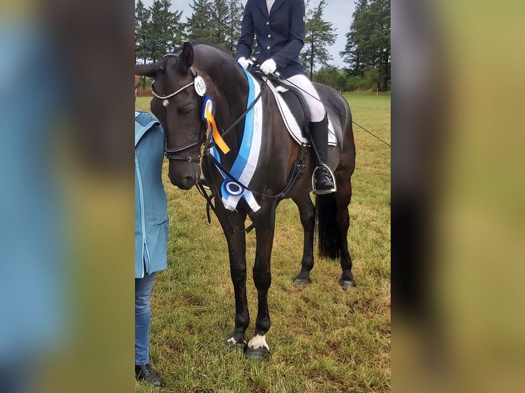 Altri cavalli a sangue caldo Giumenta 20 Anni 168 cm Baio nero in Lindewitt