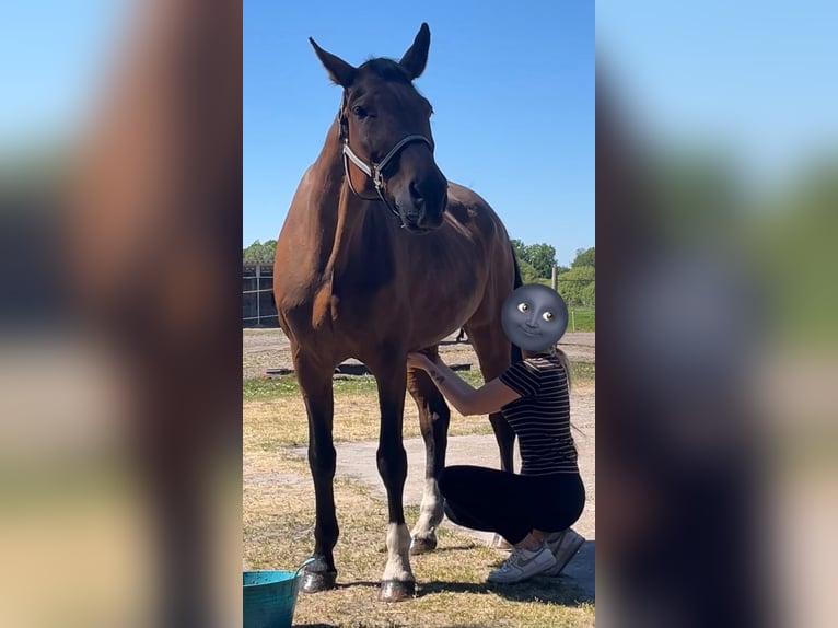Altri cavalli a sangue caldo Giumenta 21 Anni 171 cm Baio in Nortorf