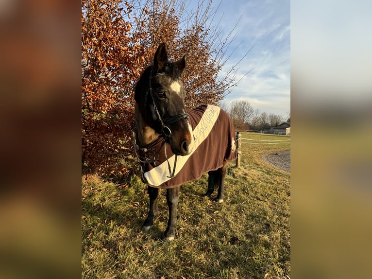 Altri cavalli a sangue caldo Giumenta 22 Anni 160 cm Baio scuro in Freilassing