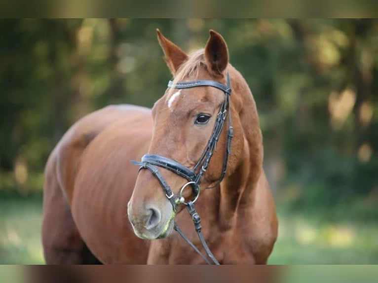 Altri cavalli a sangue caldo Giumenta 23 Anni 172 cm Sauro in Haltern am See